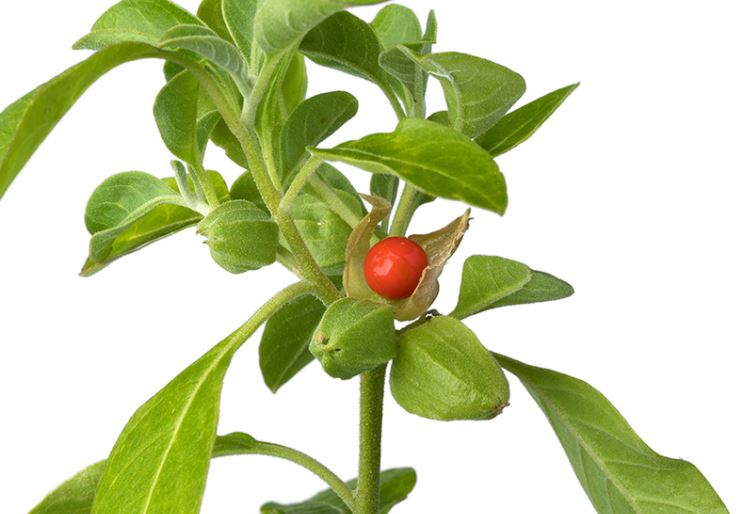 Unlocking the Potential of Ashwagandha: Benefits and Caution